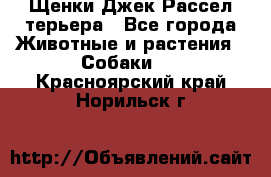 Щенки Джек Рассел терьера - Все города Животные и растения » Собаки   . Красноярский край,Норильск г.